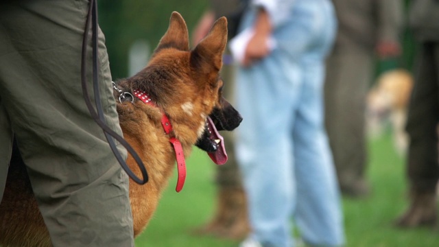 警犬视频素材