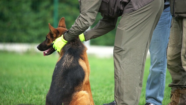 警犬视频素材