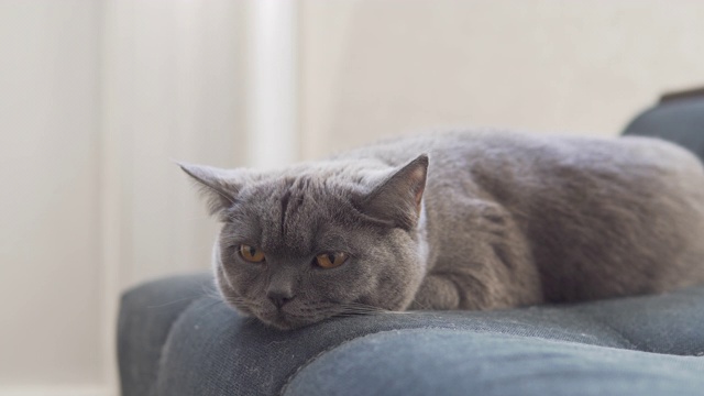 一只可爱的英国猫躺在蓝色的沙发上视频素材