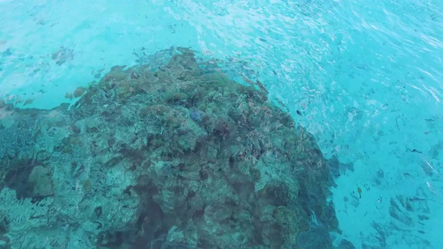 礁石在海里，鱼在海里视频素材