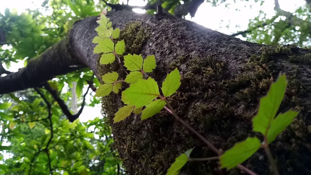 在树皮上的叶子藤视频素材