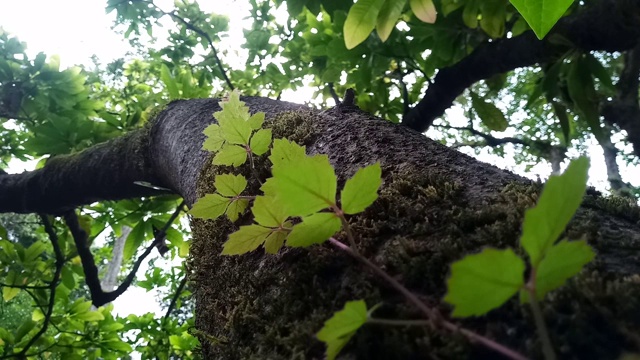 在树皮上的叶子藤视频素材