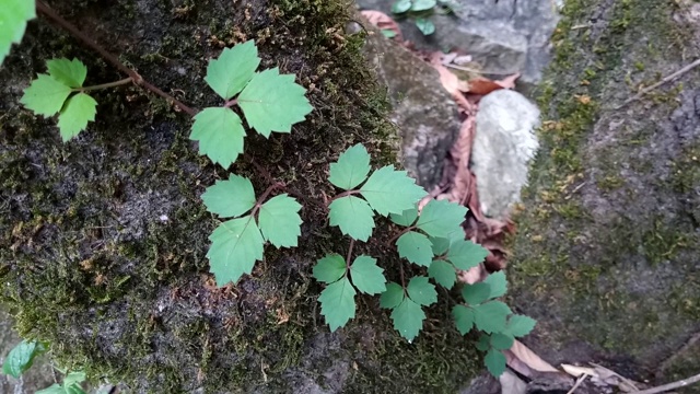 在树皮上的叶子藤视频素材