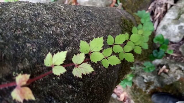 在树皮上的叶子藤视频素材