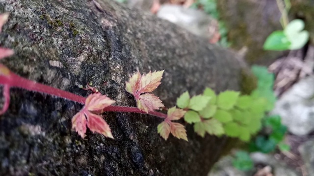 在树皮上的叶子藤视频素材