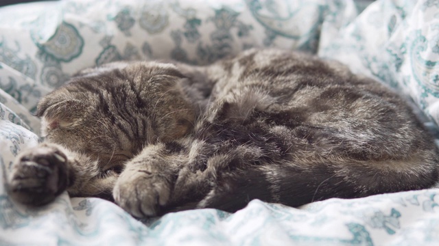 苏格兰折猫睡在白色毯子上的特写镜头视频素材