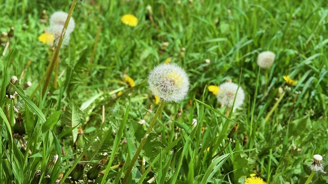 蒲公英的种子在空气中绿油油的小草映衬下，春光明媚视频素材