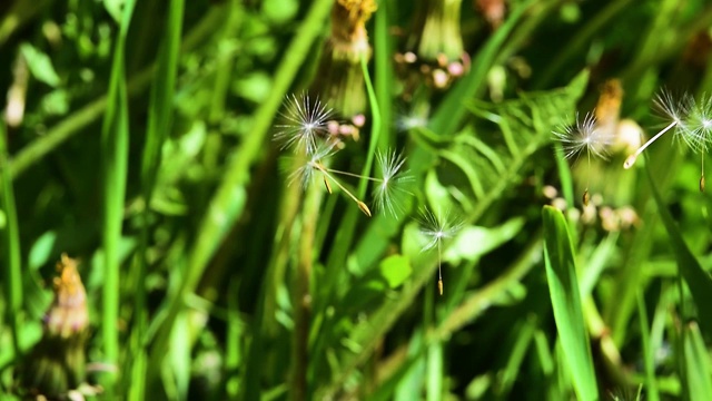 蒲公英的种子在空气中绿油油的小草映衬下，春光明媚视频素材