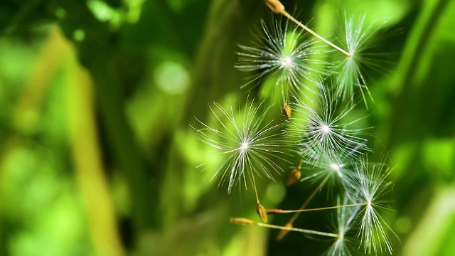 蒲公英的种子在空气中绿油油的小草映衬下，春光明媚视频素材