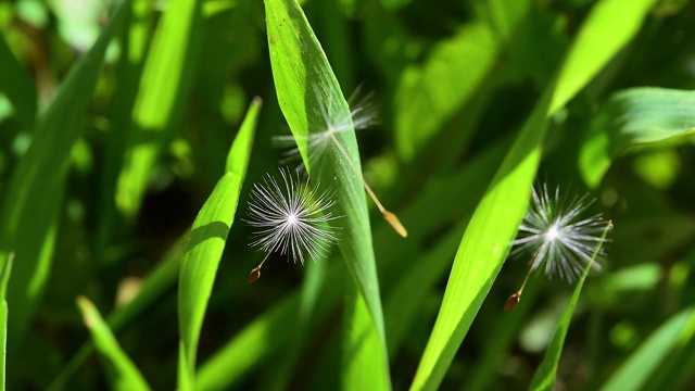 蒲公英的种子在空气中绿油油的小草映衬下，春光明媚视频素材