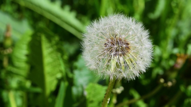 蒲公英的种子在空气中绿油油的小草映衬下，春光明媚视频素材