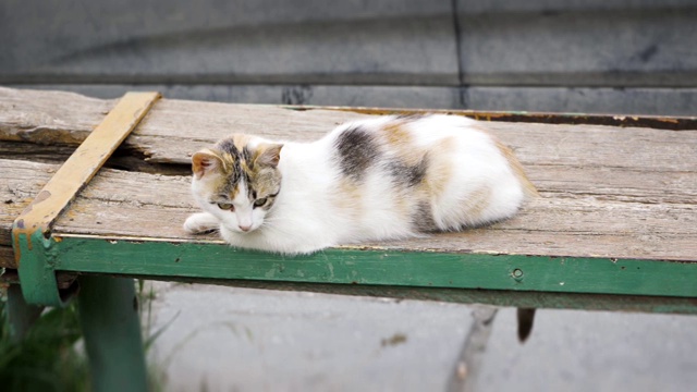 一只善于观察的猫坐在木凳上视频素材