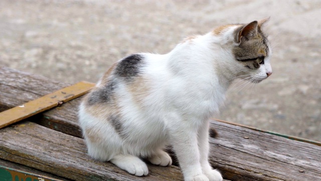 观察敏锐的大眼睛猫坐在一个木凳近距离视频素材