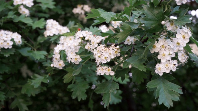 大山楂花开得很漂亮视频素材