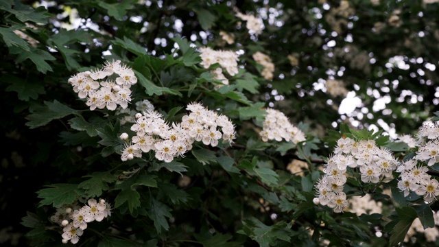 绿山楂花开得很漂亮视频素材