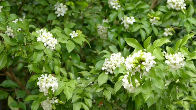 近距离的橙色茉莉花盛开在树上视频素材