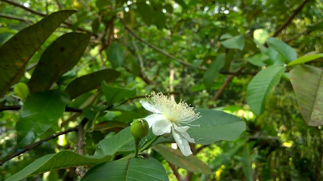 从番石榴花上采集花粉的无刺蜜蜂视频素材