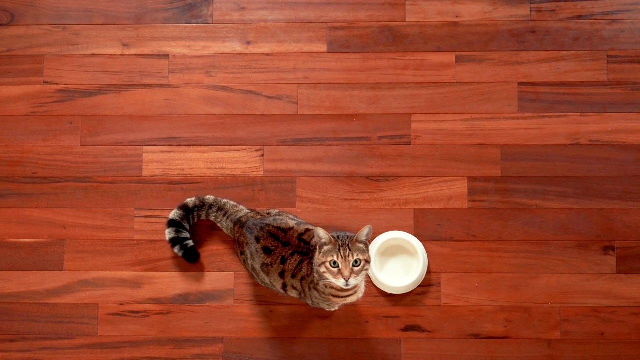 4K顶视图孟加拉猫走在空的食物碗视频素材