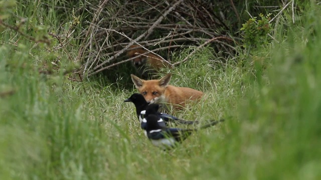 可爱的红狐幼崽，Vulpes Vulpes，正在他们的巢穴入口进食。喜鹊密切注视着它们，伺机偷走它们的食物。视频素材