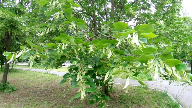 公园里盛开的菩提树视频素材