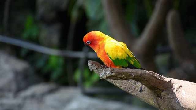 太阳长尾小鹦鹉(Aratinga solstitialis)有着美丽的黄色、橙色和红色的颜色，也被称为栖息在南美一棵树上的太阳圆锥。视频素材