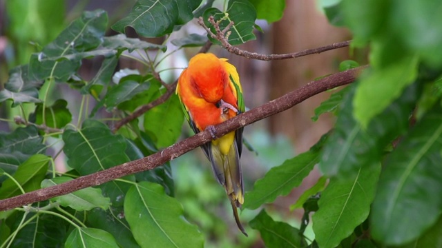 太阳长尾小鹦鹉(Aratinga solstitialis)有着美丽的黄色、橙色和红色的颜色，也被称为栖息在南美一棵树上的太阳圆锥。视频素材