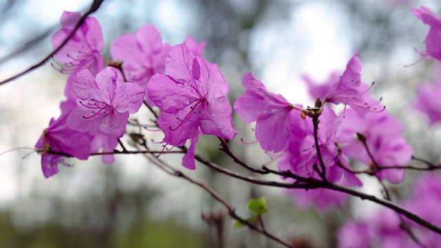 杜鹃花特写视频素材