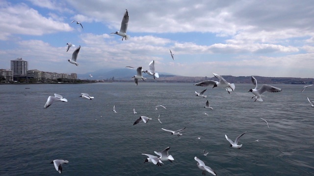 鸟类动物海鸥视频素材