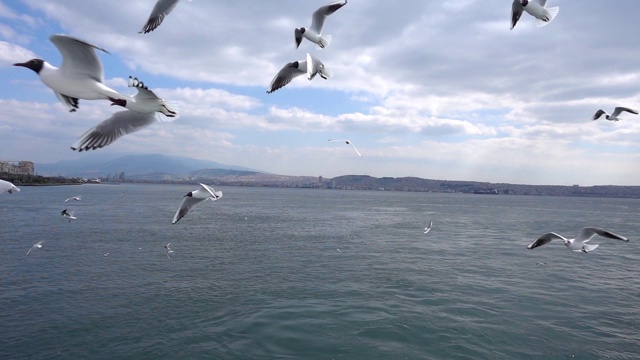 鸟类动物海鸥视频素材