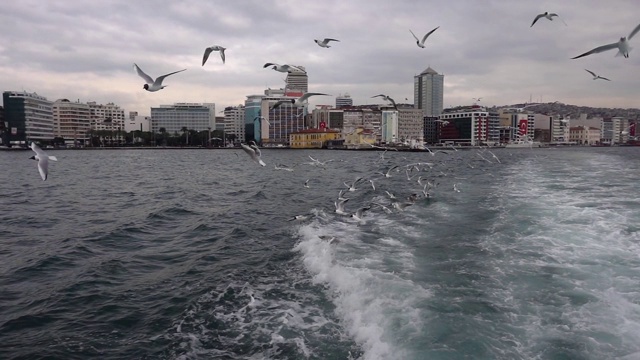 鸟类动物海鸥视频素材