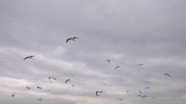 鸟类动物海鸥视频素材