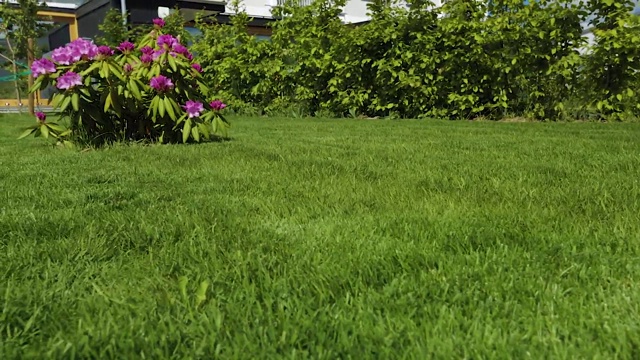 近距离观看杜鹃花盛开在绿色草地的背景。美丽的背景。视频素材