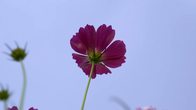 蚂蚁眼睛在蓝色的天空中观赏紫罗兰宇宙花视频素材