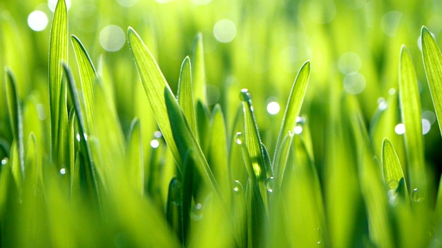 靠近一个新鲜的绿草或麦草与露水雨水滴在叶子在早上，放松和自然新鲜的概念，盘式拍摄视频素材