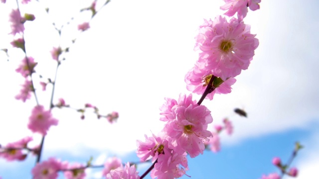 蜜蜂从樱花树上的粉红色樱花上采集花粉视频素材