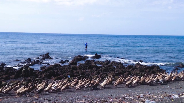 在一个阳光明媚的日子里，一群鸭子穿过岩石钓鱼的海滩视频素材