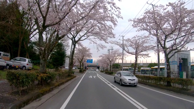 日本的一条路边，樱花盛开视频素材