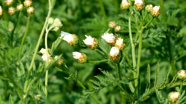 白色雏菊盛开视频素材