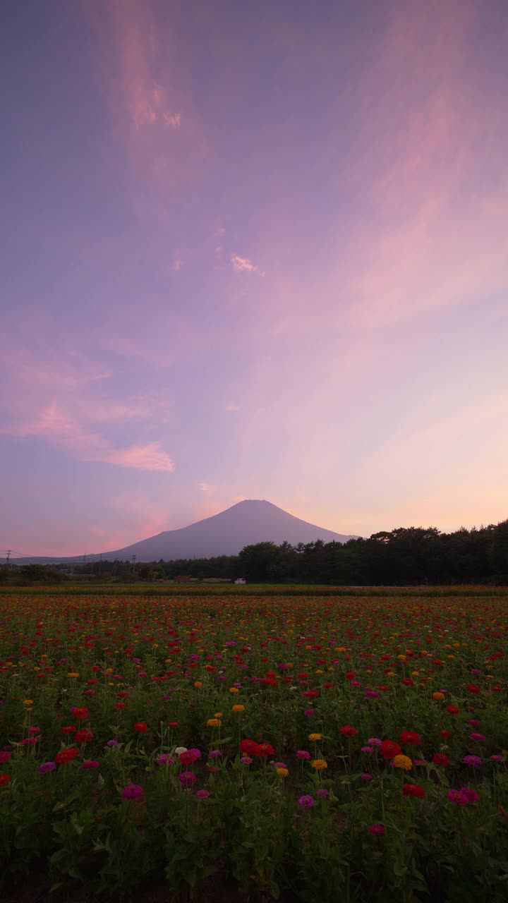 富士山上百日菊(垂直方向)视频素材