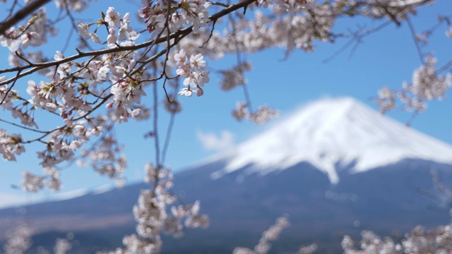 富士山:樱花的框架(平移)视频素材