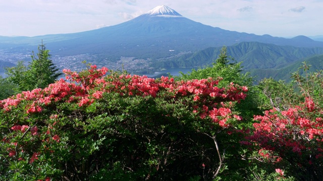 富士山上的杜鹃花(延时)视频素材