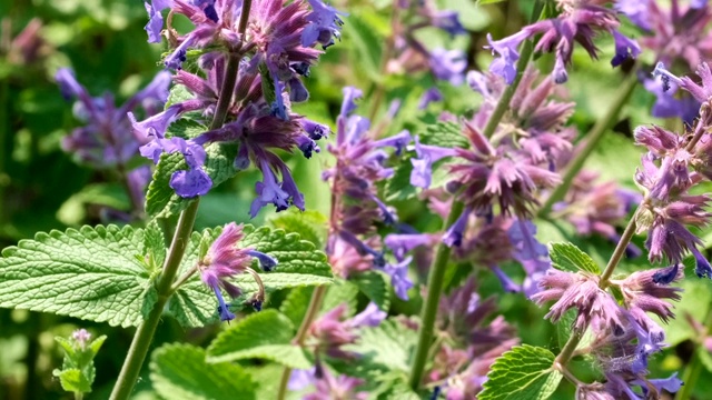 药用芳香草鼠尾草开花视频素材