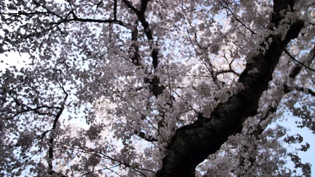 日本樱花绽放粉红花朵近距离平稳运动树枝视频素材