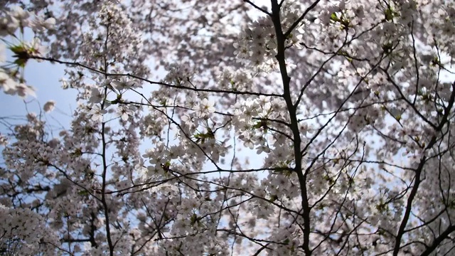 太阳耀斑日本樱花盛开粉红色的花近距离视频素材