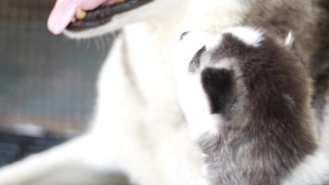 西伯利亚雪橇犬的家庭视频素材