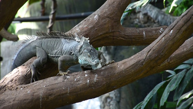 一只绿色的鬣蜥(Iguana Iguana)在热带雨林的树枝上行走，炫耀自己的全长身体视频素材