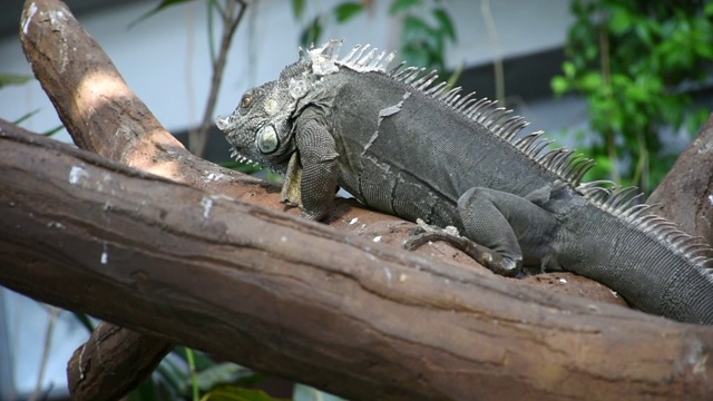 一只绿色的鬣蜥(Iguana Iguana)在热带雨林的树枝上行走，炫耀自己的全长身体视频素材