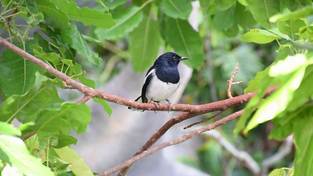 东方喜鹊知更鸟(Copsychus sauularis)是一种黑白相间的蝇科鸟类，栖息在东亚雨林的一棵树上。视频素材