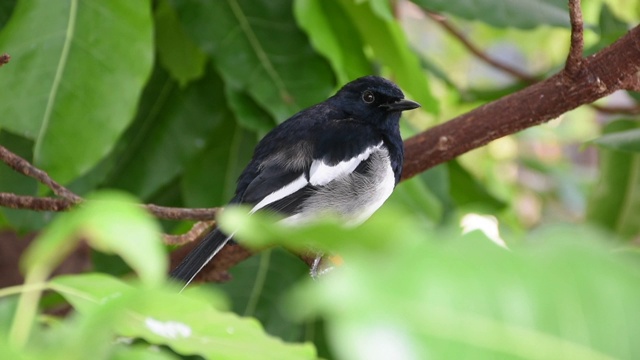 东方喜鹊知更鸟(Copsychus sauularis)是一种黑白相间的蝇科鸟类，栖息在东亚雨林的一棵树上。视频素材