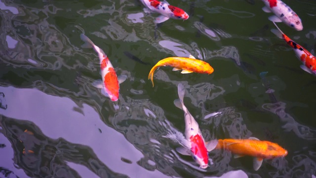 从上面看，池塘里游着许多奇形怪状的鲤鱼。视频素材